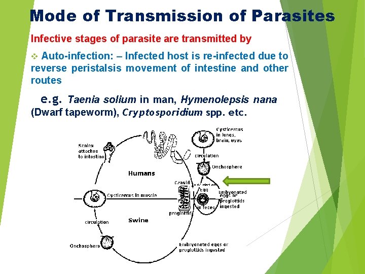 Mode of Transmission of Parasites Infective stages of parasite are transmitted by Auto-infection: – Mode of Transmission of Parasites Infective stages of parasite are transmitted by Auto-infection: –