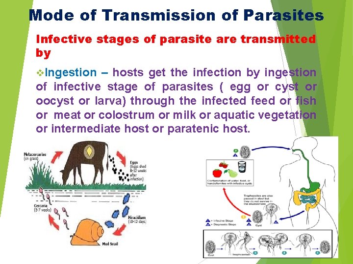 Mode of Transmission of Parasites Infective stages of parasite are transmitted by v. Ingestion Mode of Transmission of Parasites Infective stages of parasite are transmitted by v. Ingestion