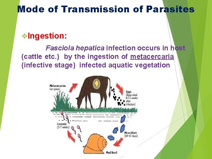 Mode of Transmission of Parasites v. Ingestion: Fasciola hepatica infection occurs in host (cattle Mode of Transmission of Parasites v. Ingestion: Fasciola hepatica infection occurs in host (cattle