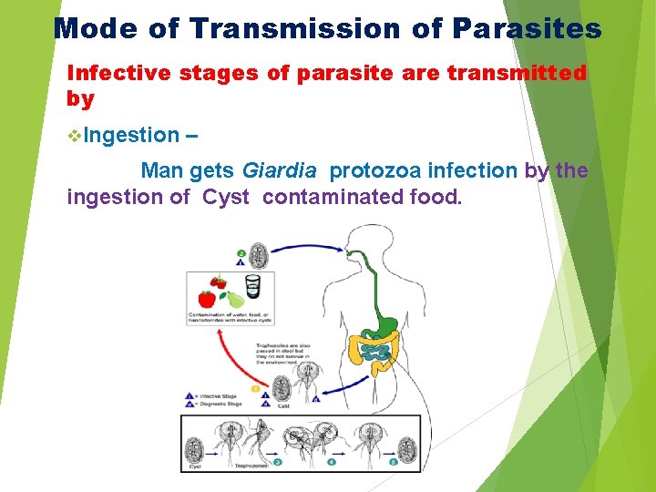 Mode of Transmission of Parasites Infective stages of parasite are transmitted by v. Ingestion Mode of Transmission of Parasites Infective stages of parasite are transmitted by v. Ingestion