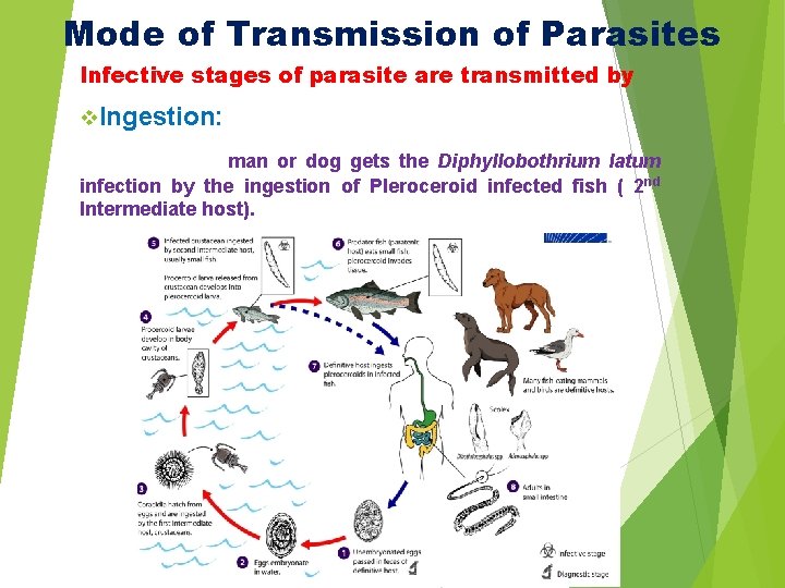 Mode of Transmission of Parasites Infective stages of parasite are transmitted by v. Ingestion: Mode of Transmission of Parasites Infective stages of parasite are transmitted by v. Ingestion:
