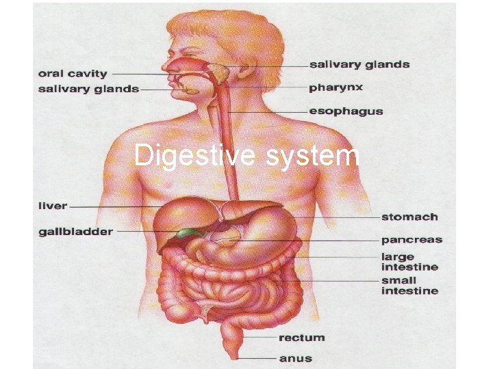 Digestive system 