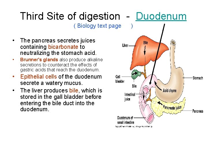 Third Site of digestion - Duodenum ( Biology text page • The pancreas secretes