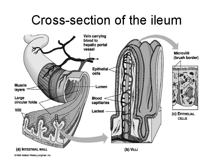 Cross-section of the ileum 