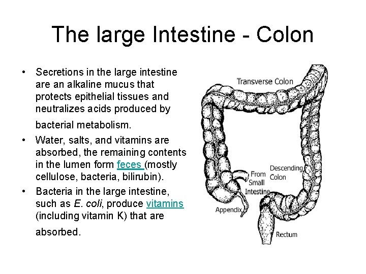 The large Intestine - Colon • Secretions in the large intestine are an alkaline