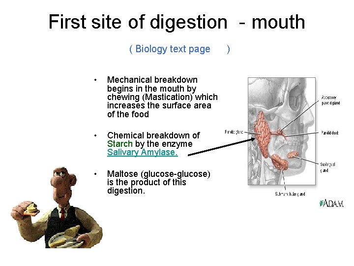 First site of digestion - mouth ( Biology text page • Mechanical breakdown begins