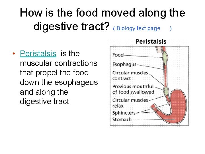 How is the food moved along the digestive tract? ( Biology text page )
