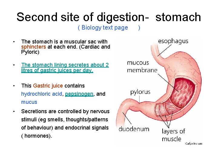 Second site of digestion- stomach ( Biology text page • The stomach is a