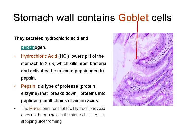 Stomach wall contains Goblet cells They secretes hydrochloric acid and pepsinogen. • Hydrochloric Acid