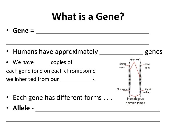 What is a Gene? • Gene = ___________________________________ • Humans have approximately ______ genes
