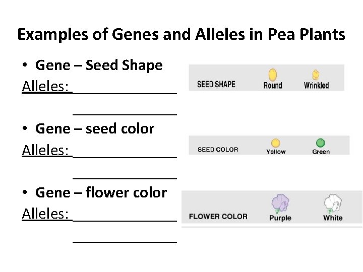 Examples of Genes and Alleles in Pea Plants • Gene – Seed Shape Alleles: