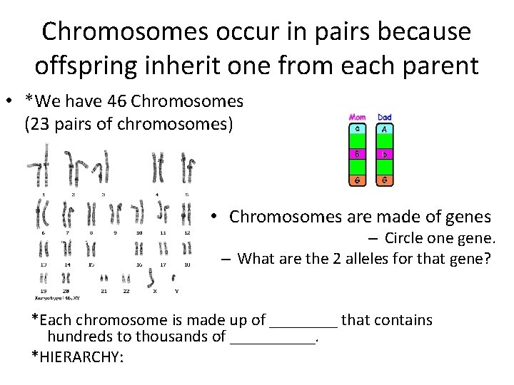 Chromosomes occur in pairs because offspring inherit one from each parent • *We have