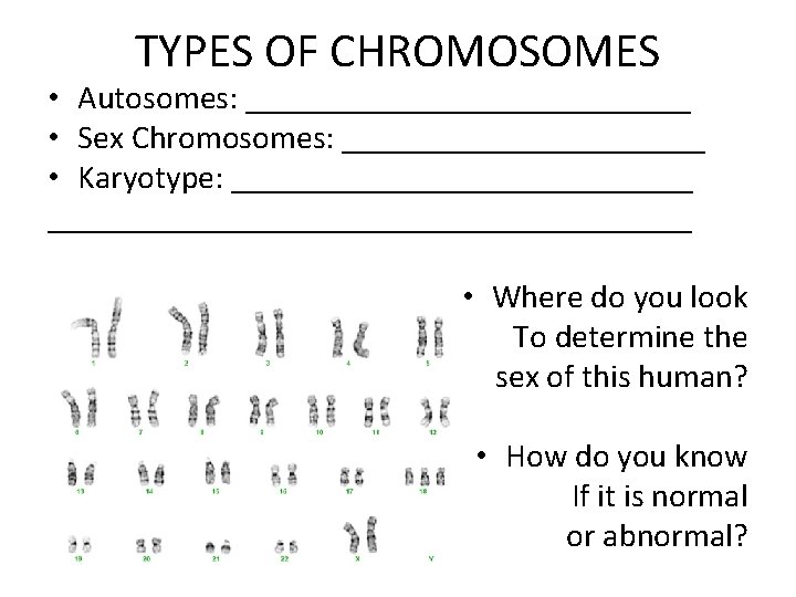 TYPES OF CHROMOSOMES • Autosomes: ______________ • Sex Chromosomes: ___________ • Karyotype: __________________________________ •