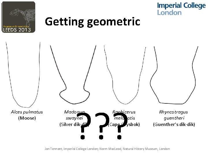 Getting geometric Alces pulmatus (Moose) ? ? ? Madoqua swaynei (Silver dik-dik) Raphicerus melanotis