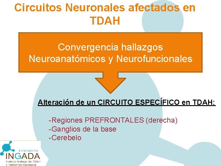 Circuitos Neuronales afectados en TDAH Convergencia hallazgos Neuroanatómicos y Neurofuncionales Alteración de un CIRCUITO