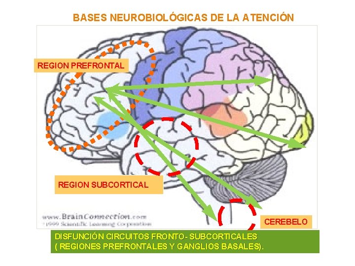 BASES NEUROBIOLÓGICAS DE LA ATENCIÓN REGION PREFRONTAL REGION SUBCORTICAL CEREBELO DISFUNCIÓN CIRCUITOS FRONTO- SUBCORTICALES