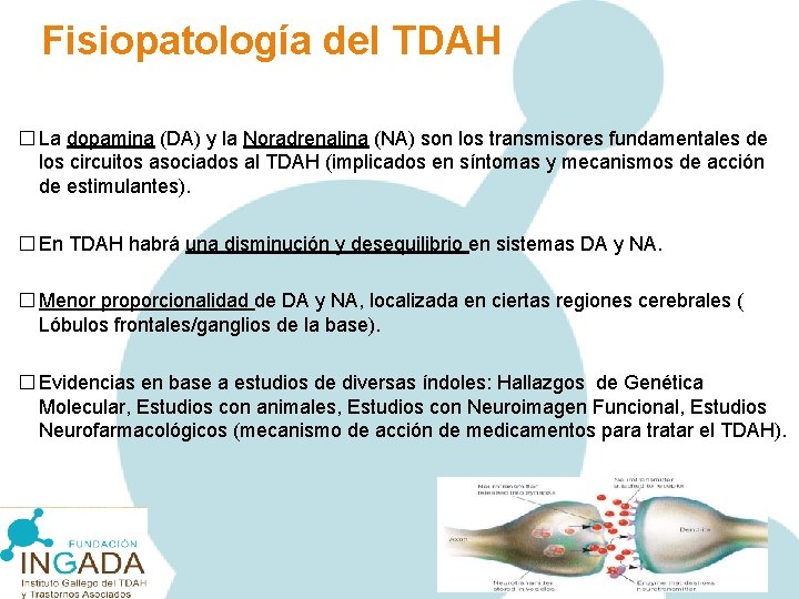 Fisiopatología del TDAH � La dopamina (DA) y la Noradrenalina (NA) son los transmisores