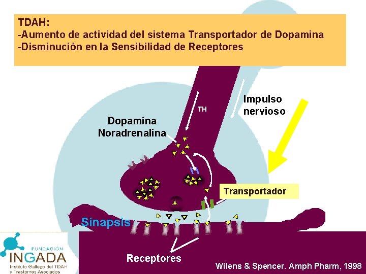 Transmisión de catecolaminas y TDAH: -Aumento de actividad del sistema Transportador de Dopamina -Disminución