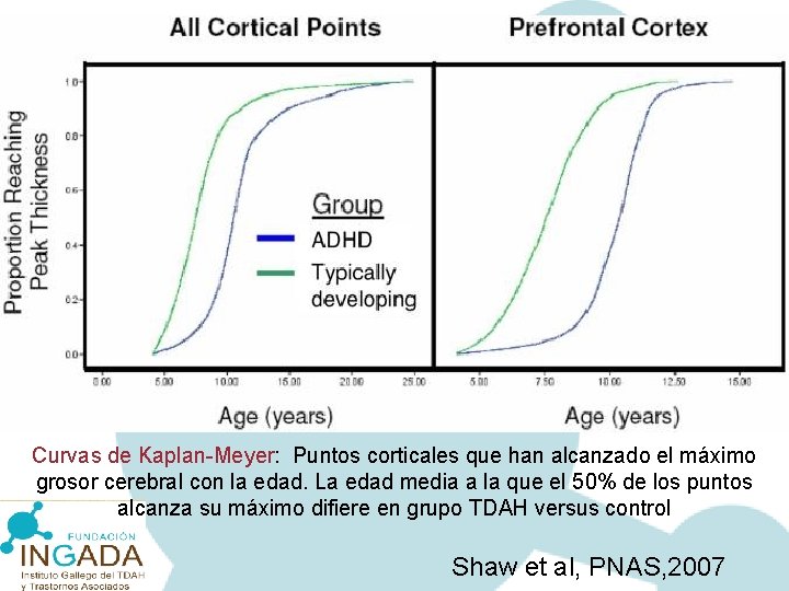 Curvas de Kaplan-Meyer: Puntos corticales que han alcanzado el máximo grosor cerebral con la