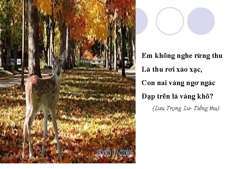 Em không nghe rừng thu Lá thu rơi xào xạc, Con nai vàng ngơ