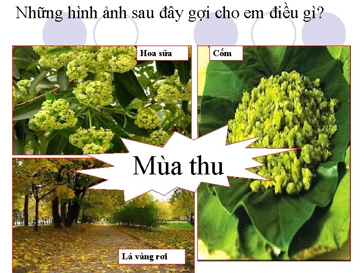 Những hình ảnh sau đây gợi cho em điều gì? Hoa sữa Cốm Mùa