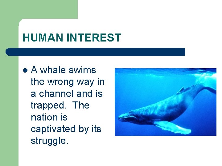 HUMAN INTEREST l A whale swims the wrong way in a channel and is