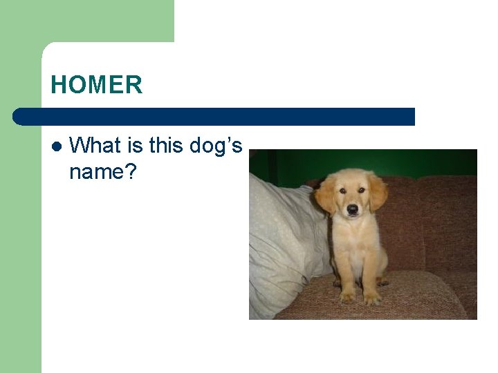 HOMER l What is this dog’s name? 