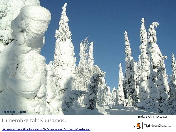 Foto: Muu-karhu Lumerohke talv Kuusamos. http: //commons. wikimedia. org/wiki/File: Snow-covered_fir_trees. jpg? uselang=et 