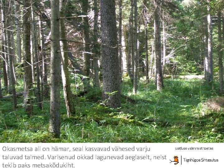 Okasmetsa all on hämar, seal kasvavad vähesed varju taluvad taimed. Varisenud okkad lagunevad aeglaselt,