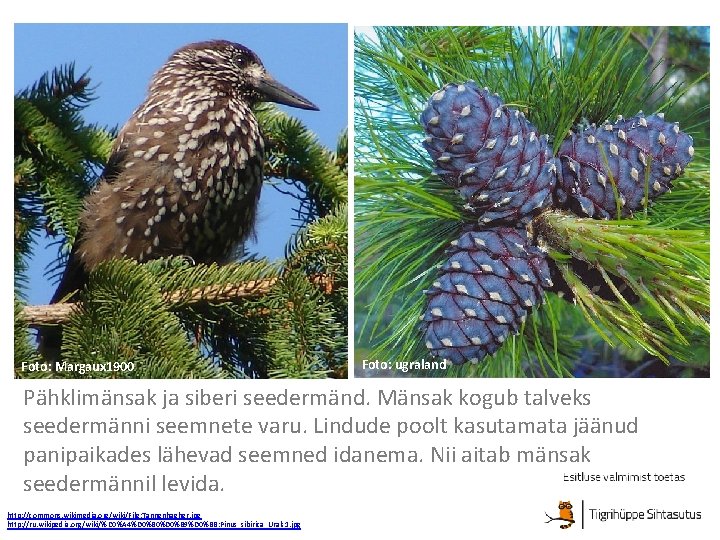 Foto: Margaux 1900 Foto: ugraland Pähklimänsak ja siberi seedermänd. Mänsak kogub talveks seedermänni seemnete