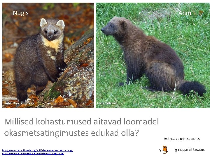 Nugis Foto: Dani Kropivnik Ahm Foto: Zefram Millised kohastumused aitavad loomadel okasmetsatingimustes edukad olla?