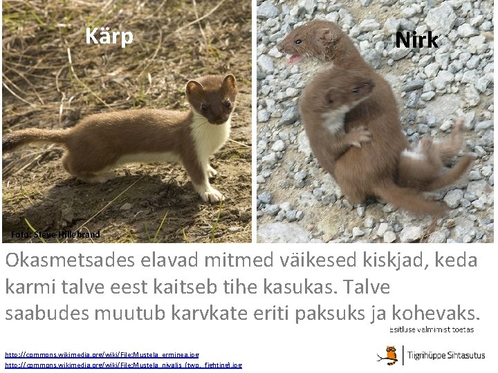 Kärp Nirk Foto: Steve Hillebrand Okasmetsades elavad mitmed väikesed kiskjad, keda karmi talve eest