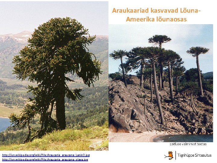 Araukaariad kasvavad Lõuna. Ameerika lõunaosas http: //en. wikipedia. org/wiki/File: Araucaria_araucana_Lanin 3. jpg http: //en.