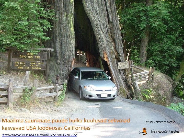 Maailma suurimate puude hulka kuuluvad sekvoiad kasvavad USA loodeosas Californias http: //commons. wikimedia. org/wiki/File: