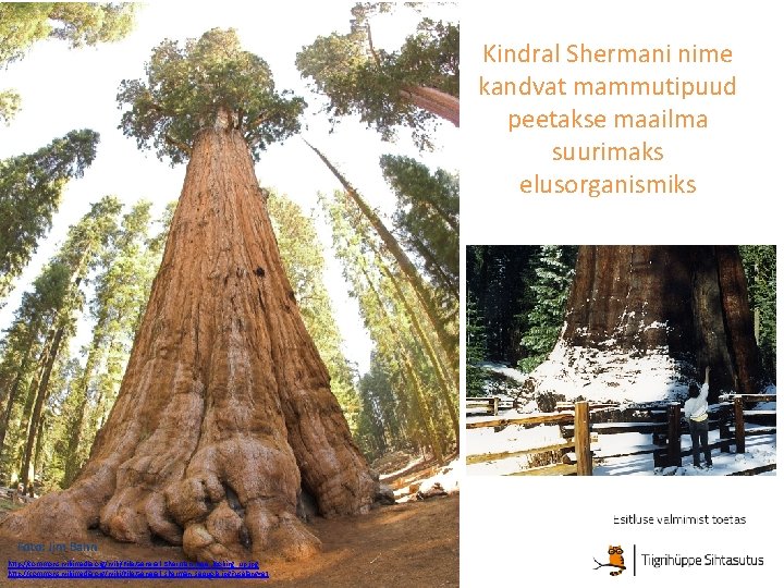 Kindral Shermani nime kandvat mammutipuud peetakse maailma suurimaks elusorganismiks Foto: Jim Bahn http: //commons.