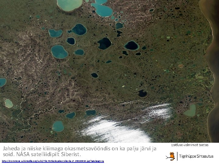 Jaheda ja niiske kliimaga okasmetsavööndis on ka palju järvi ja soid. NASA satelliidipilt Siberist.