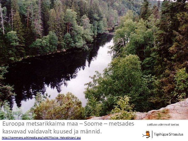 Euroopa metsarikkaima maa – Soome – metsades kasvavad valdavalt kuused ja männid. http: //commons.