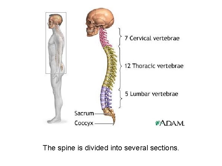 The spine is divided into several sections. 