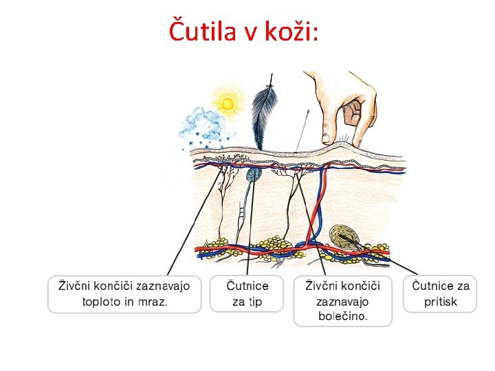 Čutila v koži: 