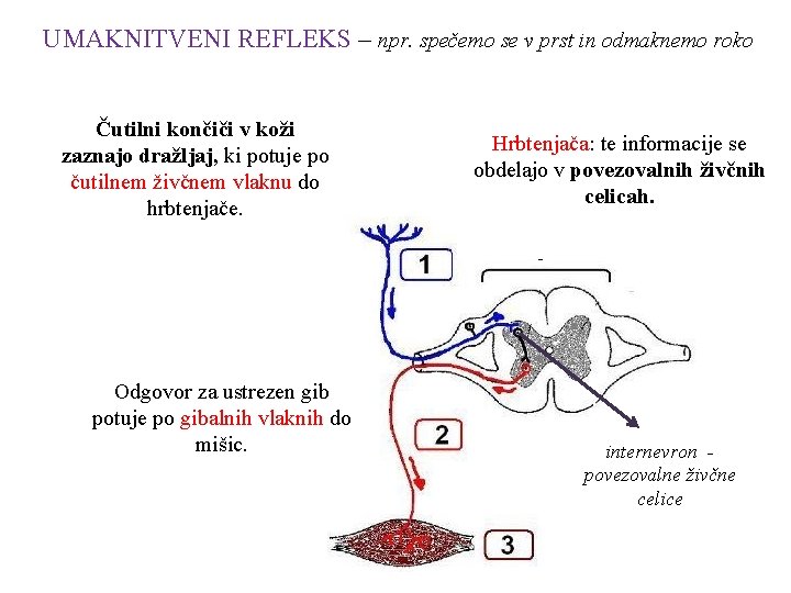 UMAKNITVENI REFLEKS – npr. spečemo se v prst in odmaknemo roko Čutilni končiči v