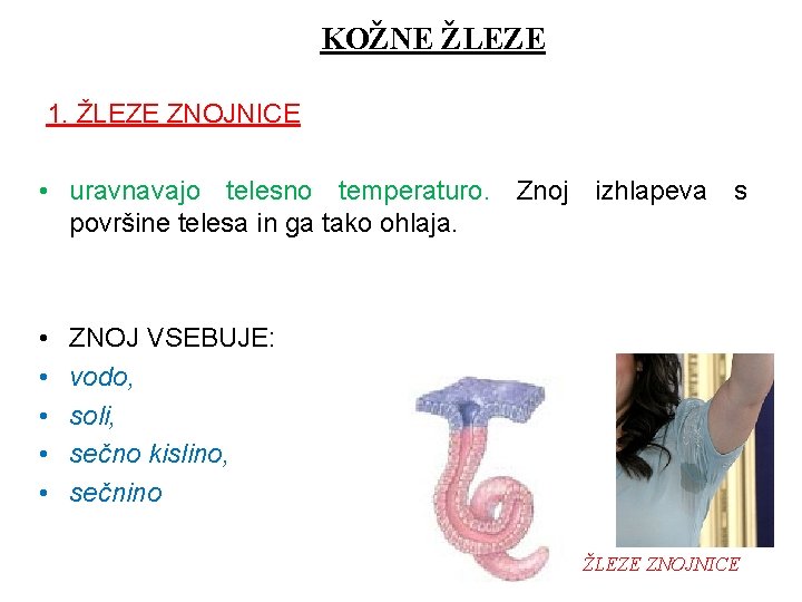 KOŽNE ŽLEZE 1. ŽLEZE ZNOJNICE • uravnavajo telesno temperaturo. Znoj izhlapeva s površine telesa