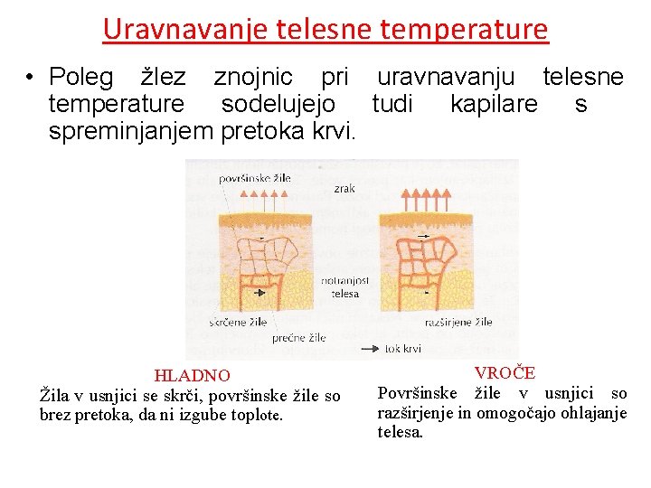 Uravnavanje telesne temperature • Poleg žlez znojnic pri uravnavanju telesne temperature sodelujejo tudi kapilare