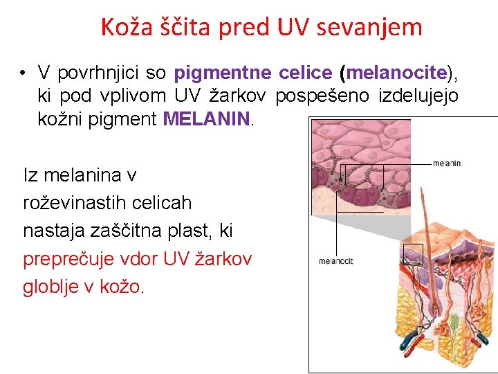 Koža ščita pred UV sevanjem • V povrhnjici so pigmentne celice (melanocite), ki pod