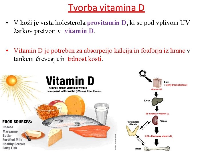 Tvorba vitamina D • V koži je vrsta holesterola provitamin D, ki se pod