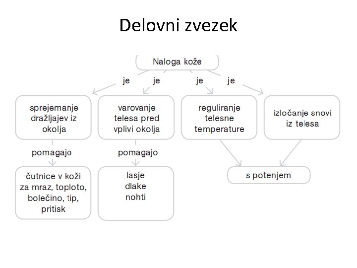 Delovni zvezek 