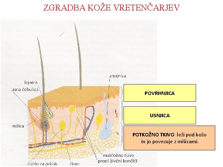 ZGRADBA KOŽE VRETENČARJEV POVRHNJICA USNJICA POTKOŽNO TKIVO leži pod kožo in jo povezuje z