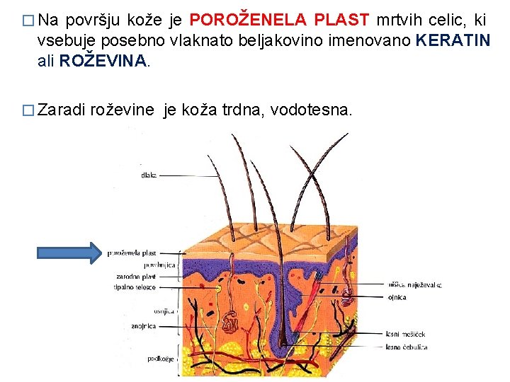 � Na površju kože je POROŽENELA PLAST mrtvih celic, ki vsebuje posebno vlaknato beljakovino