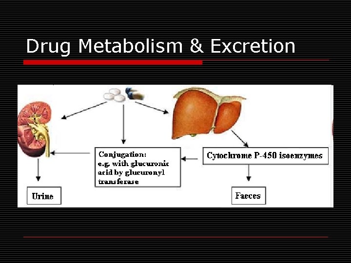 Drug Metabolism & Excretion 