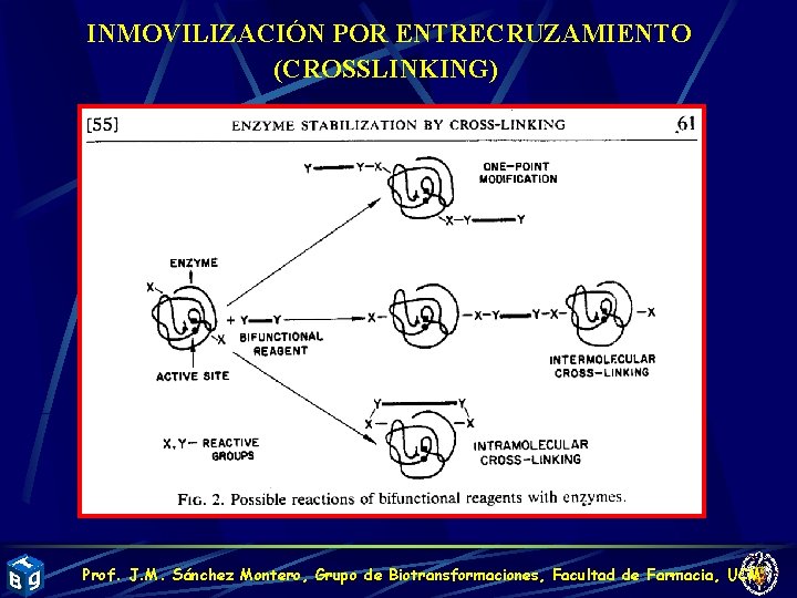 INMOVILIZACIÓN POR ENTRECRUZAMIENTO (CROSSLINKING) Prof. J. M. Sánchez Montero, Grupo de Biotransformaciones, Facultad de