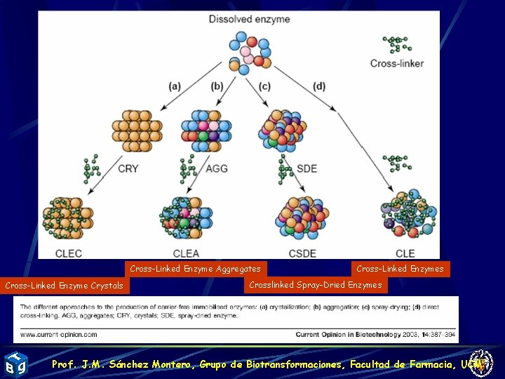 Cross-Linked Enzyme Aggregates Cross-Linked Enzyme Crystals Cross-Linked Enzymes Crosslinked Spray-Dried Enzymes Prof. J. M.